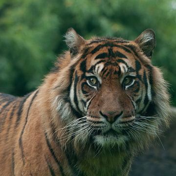 Sumatran tiger by Maarten Verhees