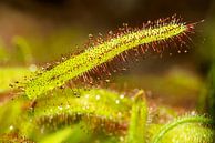 Kaapse Zonnedauw - Droseracapensis alba van Rob Smit thumbnail