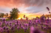 Lavender field at sunset by Peter Abbes thumbnail