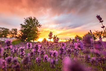 Champ de lavande au coucher du soleil