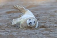 Jonge zeehond rolt in het zand