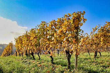Herfst in de wijngaard van Juergen May