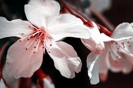 Weißen Blüten von Studio Mirabelle