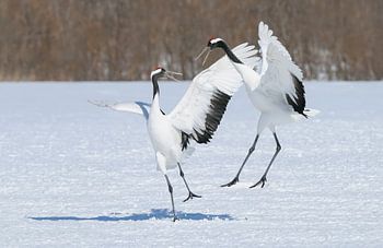 Red Crowned Cranes IV