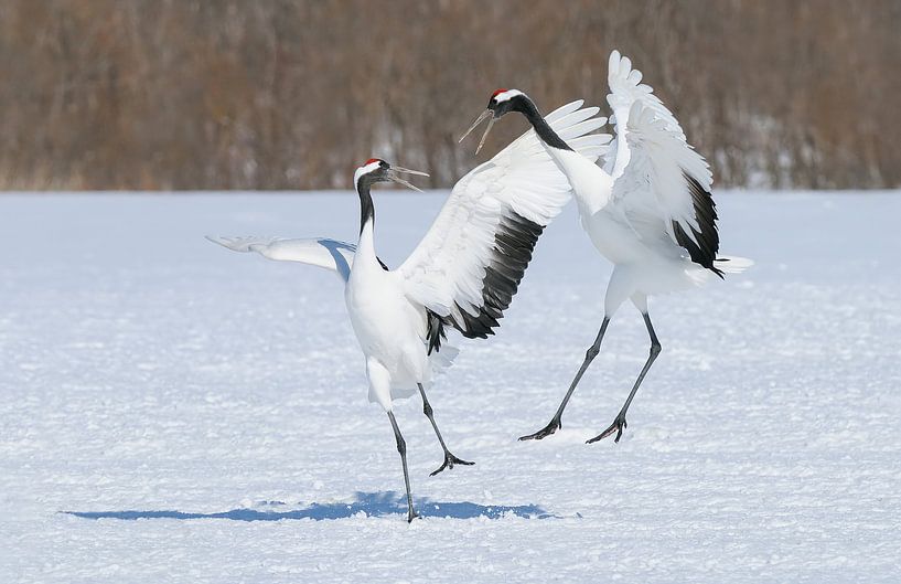 Red Crowned Cranes IV by Harry Eggens