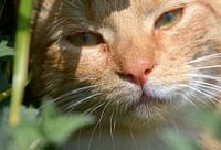Red cat