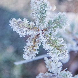 Winterdetails im Weißen Moor 5 | Gefrorenes Blatt von Ratna Bosch