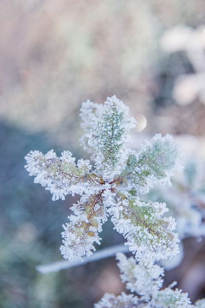 Winter details in the White Bog 5 | Frozen leaf by Ratna Bosch
