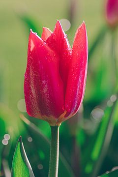 Tulp met mooie druppels van Samantha Rorijs