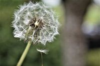 Dandelion blossom