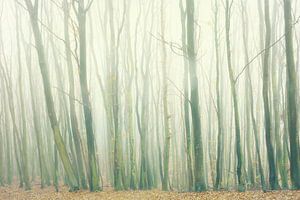 Nebelwald