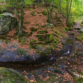 Ninglinspo forest panoramic by Francois Debets