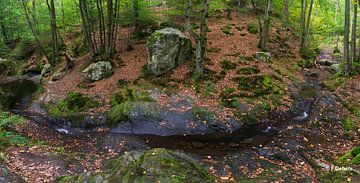 Ninglinspo forest panoramic by Francois Debets