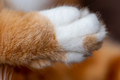 De zachte poezenpoot