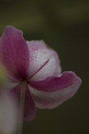 Anemone von Mirjam van der Sluijs