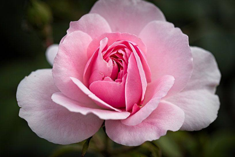Rose by Rob Boon