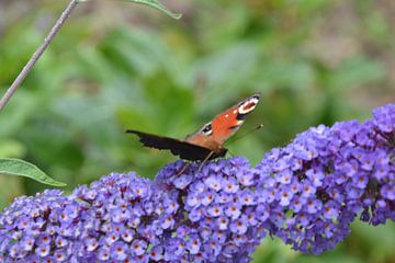 Dagpauwoogvlinder op de vlinderstruik. van Chrissy
