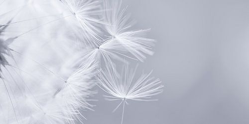 Löwenzahnflaum in einfarbig