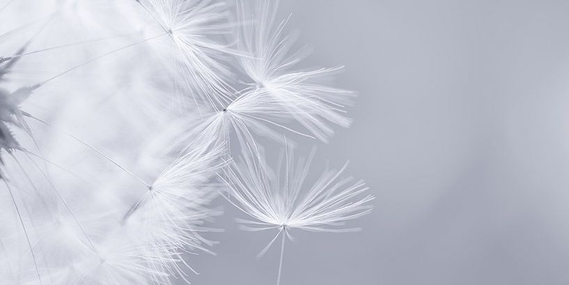 Dandelion fluff in monochrome by Jenco van Zalk