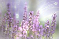 Lavender blossom of the summer by Tanja Riedel thumbnail