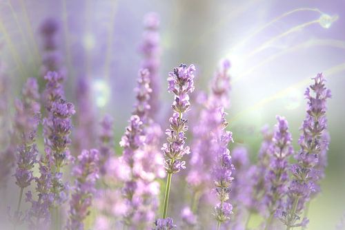 Lavender blossom of the summer by Tanja Riedel