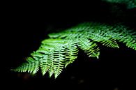 Jungle plant licht op in het zonlicht von Tomas Grootveld Miniaturansicht