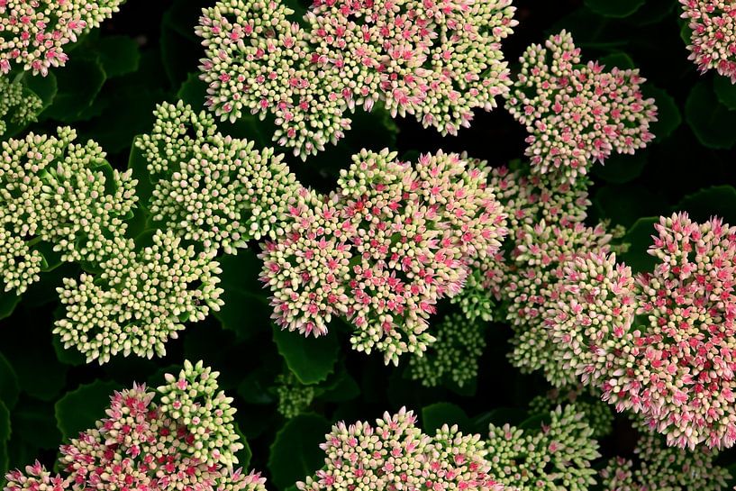 Gartenimpression von Thomas Jäger