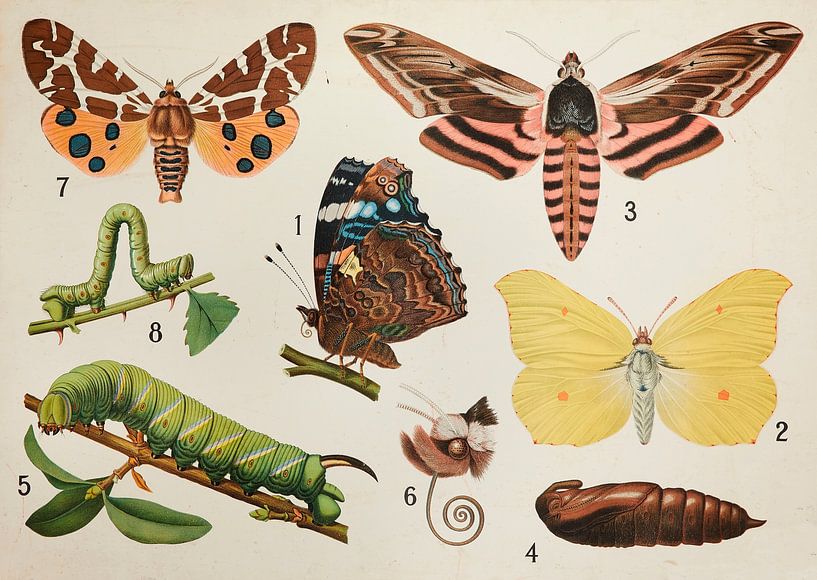 Butterflies by Kurt Schraepen