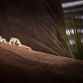 Cactus landscape van Focus Studio Fotografie