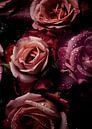 Rose by Lae thumbnail