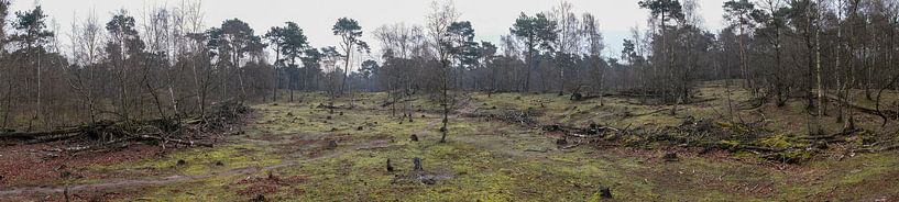 Panorama van de Herpse Bossen von Wouter Bos