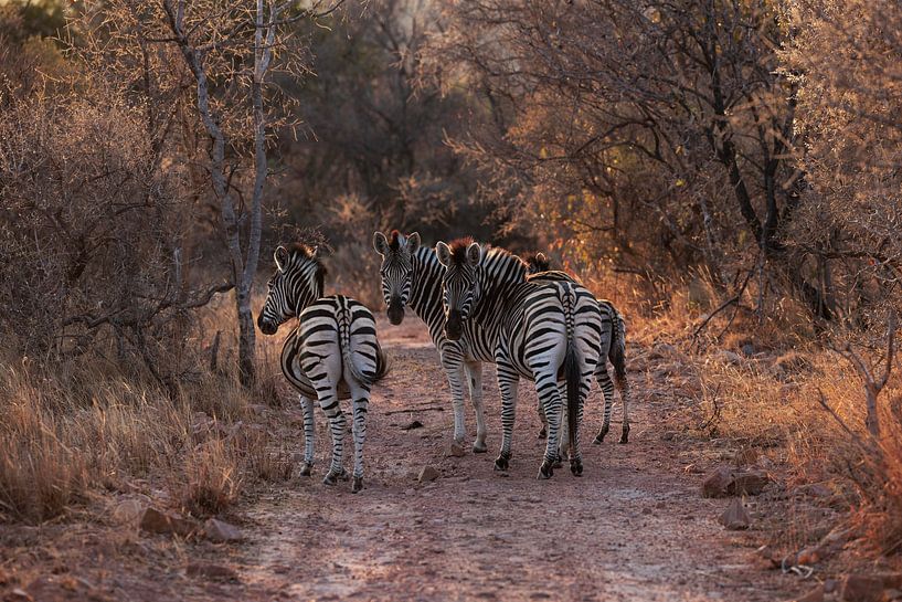 Zebra&#039;s in the last evening light by Willemke de Bruin