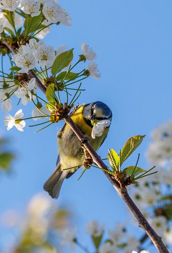 A blue tit with a blossom