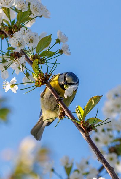 Une mésange bleue avec une fleur par Andrew Fotografie