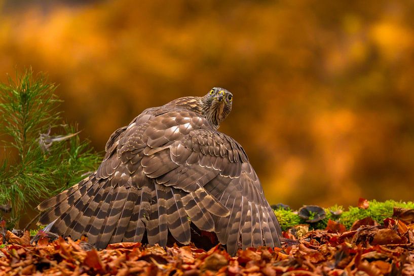 Habicht im Herbst von Andy Luberti