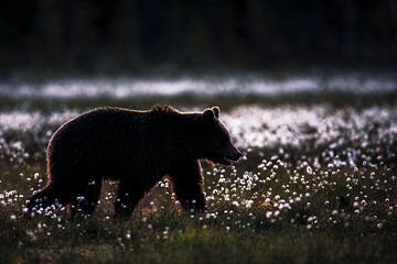 Bear in wool grass II by Daniela Beyer