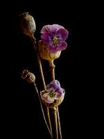 Transient Beauty, Poppy Bulb with Pansy.