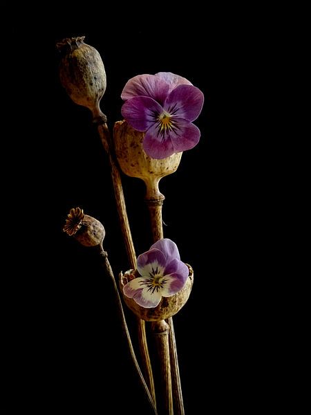 Transient Beauty, Mohnblume mit Stiefmütterchen. von Beate Pique