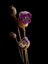 Transient Beauty, Mohnblume mit Stiefmütterchen. von Beate Pique Miniaturansicht