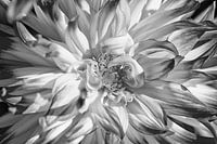 dahlia
