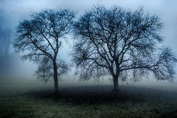 bomen in de mist van Jo Beerens