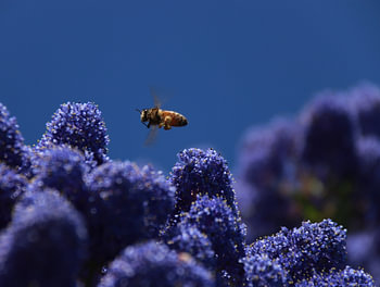 Schwebfliege am blauen Flieder