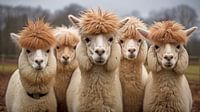 Alpaca portrait