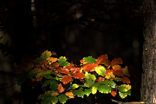 Natuurlijk Licht en kleuren