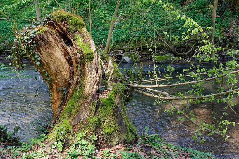 at the Düssel in the famous Neandertal by Peter Eckert