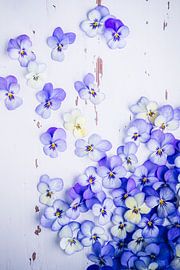 Geigen oder Schmetterlinge? von Annette Spaan