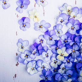 Violins or butterflies? by Annette Spaan