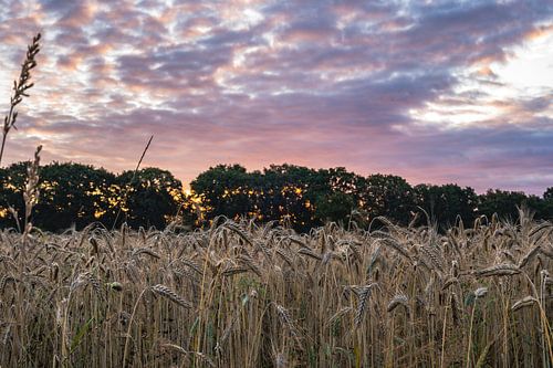 Planken Wambuis part 12
