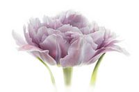 Tulp Paars uit Tulpenserie Suur