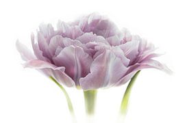 Tulip Purple from Tulip Series Suur by Marja Suur